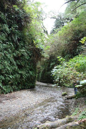 Prairie Creek Redwoods State Park: Fern Valley Fern Valley, Prairie Creek Redwoods State Park, Red Woods, Humboldt County California, Humboldt County, Aesthetic Board, Magical Places, State Park, Family Vacation