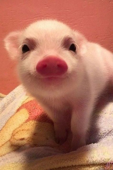 Cutest Animals On Earth, Cute Piglets, Cute Piggies, Pet Pigs, Baby Pigs, Cutest Animals, Animals Cute, Cute Animals Images