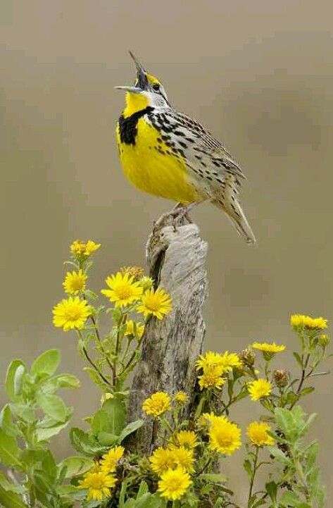 Springtime in Kansas.  Meadowlark is the state bird.  She has such a beautiful song. Burung Kakatua, Bird Parakeet, 자작나무 그림, Meadow Lark, Burung Beo, Summer Birds, 강아지 그림, State Birds, Kinds Of Birds