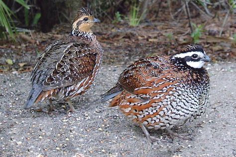 Quail Breeds, Keeping Quail, Bob White Quail, Quail Bird, Bobwhite Quail, Raising Quail, Modern Farming, Quail Hunting, Chicken Nesting Boxes