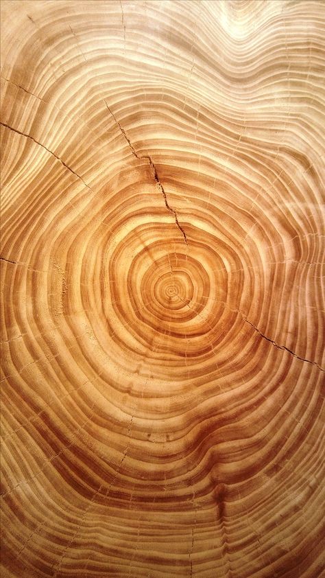 Tree Rings Aesthetic, Tree Ring Wallpaper, Organic Texture Nature, Tree Bark Pattern, Wood Asthetic Picture, Wood Texture Aesthetic, Curves In Nature, Layers In Nature, Wood Astethic