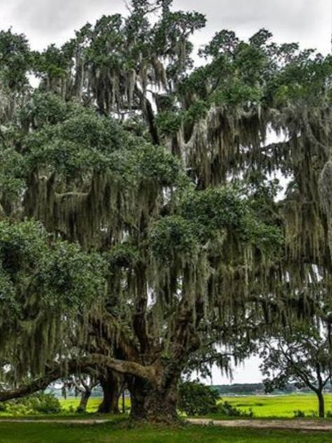 Live Oaks With Spanish Moss, Live Oak Trees With Spanish Moss, Oak Tree Aesthetic, Southern Live Oak Tree, Oak Aesthetic, Gorgeous Trees, Moss Paint, Live Oak Tree, Tree Types