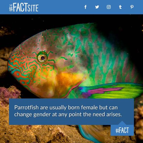 Parrotfish are usually born female but can change gender at any point the need arises. #FACT 🐟 #thefactsite #animalplanet #animals #animalfacts #funfacts #fish #fishfacts #biology #biologyfacts #parrotfish #tropicalfish #fish Fish Classification, Kissing Gourami, Fun Facts About Fish, Fish Facts, Glass Catfish, Bumphead Parrotfish, Parrot Fish, Facial Anatomy, Biology Facts