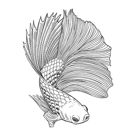 Drawing Flames, Fish Sketch, Grass Vector, Color Knowledge, Fish Drawing, Fish Artwork, Fish Graphic, Fish Vector, Fish Illustration