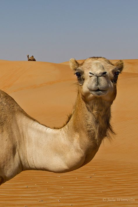 Camels Desert, Camels Art, Bactrian Camel, Desert Animals, Afrique Art, Wild Kingdom, In The Desert, Animal Planet, Animal Photo