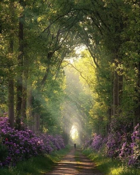 "Let's take our hearts for a walk in the woods and listen to the magic whispers of old trees..." Cosas Aesthetic, Tree Magic, Pretty Landscapes, Dirt Road, Nature Aesthetic, Pretty Places, Fantasy Landscape, Green Aesthetic, Land Scape