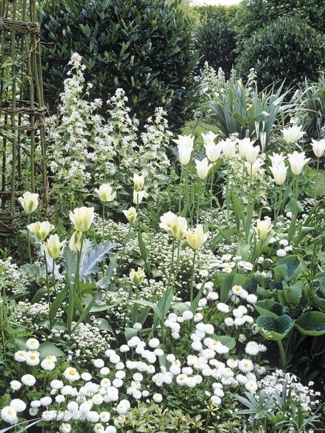 Exquisite Gardens, Cottage Garden Design, White Plants, Moon Garden, Have Inspiration, White Gardens, Gorgeous Gardens, Garden Cottage, Country Gardening