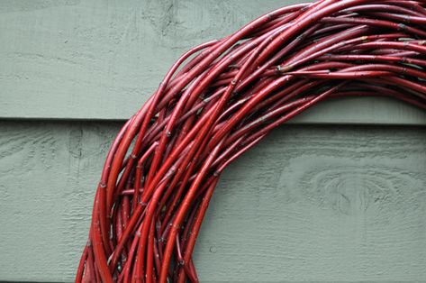 Red Twig Farms- Twig Wreath | Thinking Outside the Boxwood Red Osier Dogwood Basket, Dogwood Wreath, Red Osier Dogwood, Winter Containers, Red Dogwood, Red Twig Dogwood, Twig Dogwood, Dogwood Branches, Winter Gardens