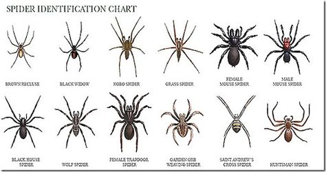 Missouri spiders - Google Search Spider Identification Chart, Spider Chart, Polish Boy, Spider Identification, Hobo Spider, Spider Spray, Huntsman Spider, Recluse Spider, Brown Recluse Spider