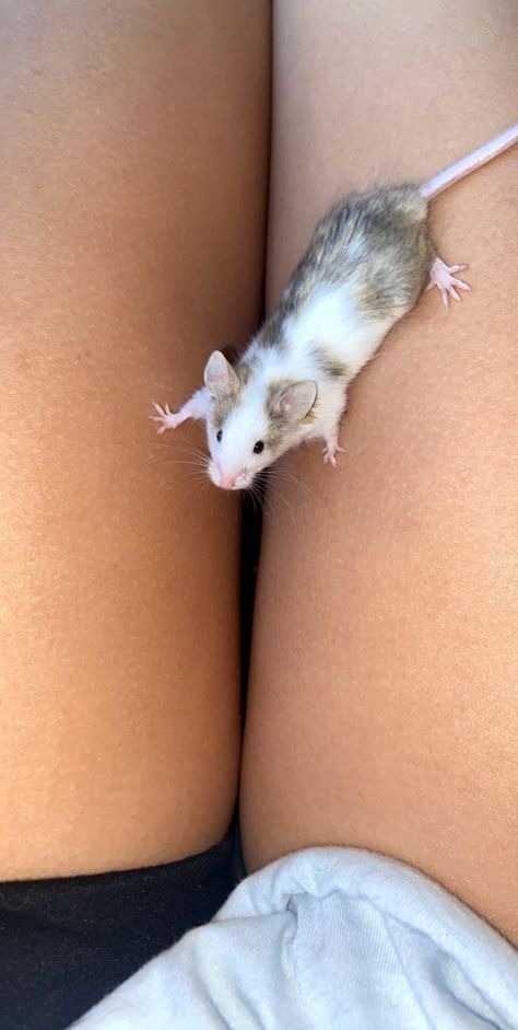 Mice As Pets, Cute Mouse Aesthetic, Pet Mice Aesthetic, Fancy Mouse Pet, Curly Haired Mice, Pet Mouse Aesthetic, Pet Mouse Cage, Cute Rats Pets, Cute Pet Rats