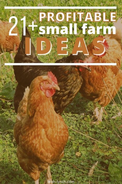 Use these different income ideas to make money on your small farm and fund the livestyle you want to live. Farm Money Making Ideas, Profitable Small Farm Ideas, Hobby Farm Ideas, Chickens 101, Micro Farm, Ideas To Make Money, Mini Cows, Farm Business, Hobby Farm