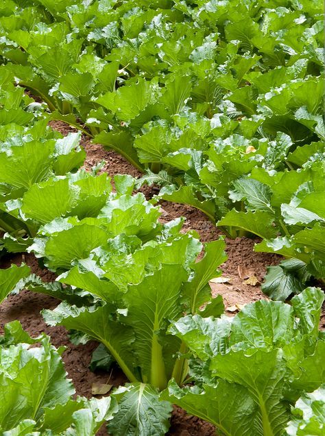 Michihili cabbage. Napa cabbage. Brassica rapa ssp. pekinensis Cabbage Seeds, Asian Vegetables, Napa Cabbage, Chinese Cabbage, Aichi, New Caledonia, Turks And Caicos, Pitcairn Islands, Caicos Islands