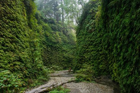 The Lost World Jurassic Park, Lost World Jurassic Park, Fern Canyon, Types Of Ferns, Places In California, Lost World, California Vacation, The Lost World, California Travel Road Trips