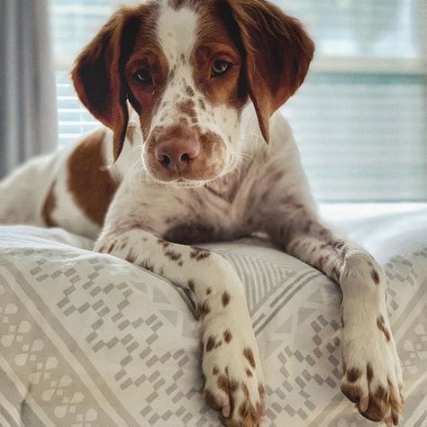 Brittany Spaniel Puppies, Brittany Spaniel Dogs, Beautiful Dog Breeds, Basset Hound Puppy, Brittany Spaniel, Pretty Dogs, Best Dog Breeds, Fascinating Facts, Spaniel Dog