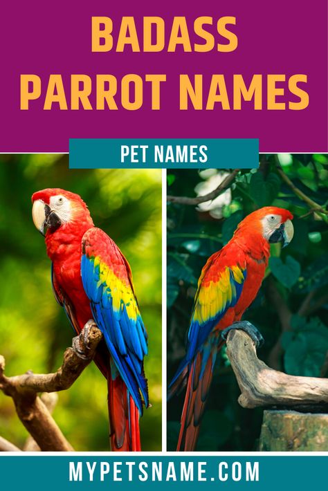 It is rare to see a pirate without a chatty or mutinous Parrot attached to his shoulder. These birds are often associated with pirates, especially in literature and films such as ‘Pirates of the Caribbean’ and ‘Peter Pan’, therefore pirate-related badass parrot names would suit them! Find them in our lost here.  #parrotnames #badassparrotnames #birdnames Parrot Names, Bird Names, Talking Parrots, Animal Names, Funny Parrots, Meme Comics, Name Suggestions, Macaw Parrot, Grumpy Cat Humor