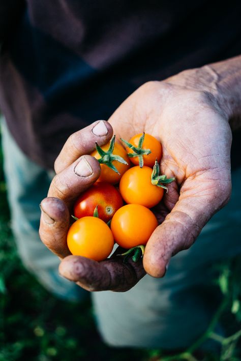 Fried Green Tomatoes Recipe, Vegetables Photography, Gardening Photography, Tomatoes Recipe, Farm Photography, Fried Green Tomatoes, Garden Photography, Green Tomatoes, Garden Photos