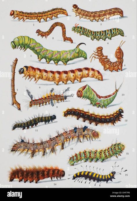 Caterpillar Illustration, Animal Spirit Guides, Image Vintage, Nature Posters, Insect Art, Scientific Illustration, Yellow Art, Robot Art, Zoology