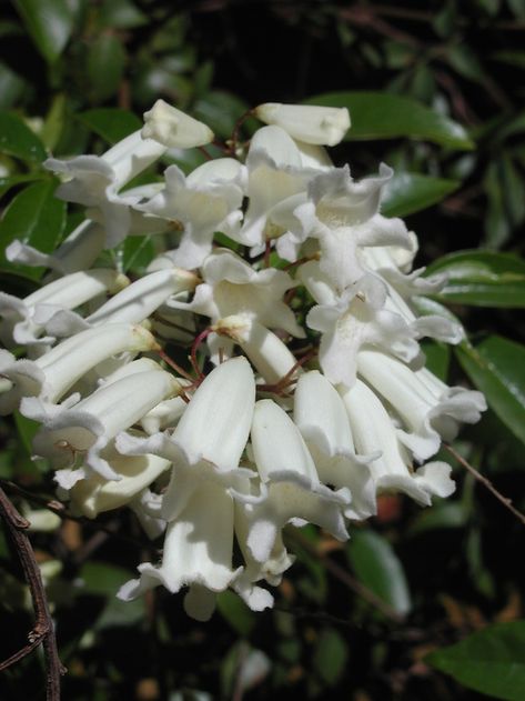 Ground Covers, Native Australians, Australian Garden, Australian Native Plants, Australian Flora, Coastal Gardens, Low Maintenance Garden, Native Garden, Australian Native