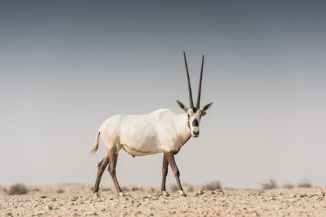 Arabian Oryx | Visit Qatar Addax Antelope, Arabian Oryx, Desert Environment, National Animal, Adventure Sports, Animal Facts, Animal Photo, Qatar, Mammals