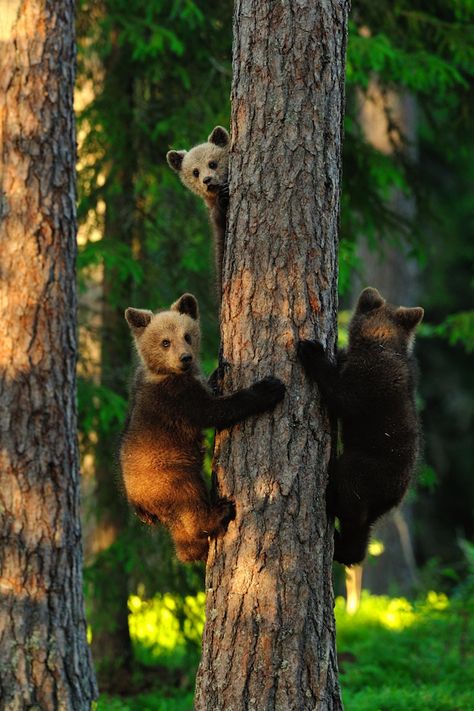 Photo Ours, National Geographic Photo Contest, National Geographic Photography, Photo Animaliere, Brown Bears, Momma Bear, Photography Contests, Bear Cubs, National Geographic Photos