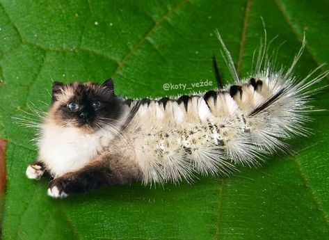 An Artist Superimposes Cat Faces Onto Other Animals' Bodies, and It's a Sight to Behold Animals With Cat Face, Cat Faces On Other Animals, Mixed Animals, Animal Mashups, Photoshopped Animals, Hybrid Animals, Funny Cat Jokes, Cat Caterpillar, Cat Bird