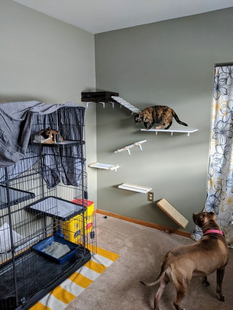 Cat foster room, kitten rehab, foster Animal Foster Room Ideas, Kitten Foster Room, Foster Cat Room Ideas, Cat Foster Room, Foster Cat Room, Foster Kitten Room, Kitten Fostering, Fostering Animals, Kitten Room