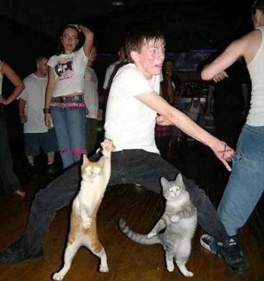 All of a sudden you find yourself on the dance floor. | Community Post: The 20 Stages Of Your Work Christmas Party Koci Humor, Funny Poses, Výtvarné Reference, Dancing Cat, Fete Anime, صور مضحكة, People Standing, Silly Cats, 귀여운 동물