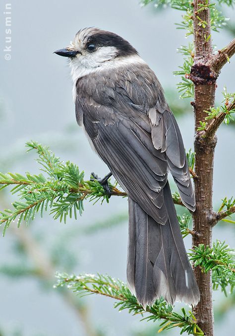 Grey Jay, Wild Birds Photography, Gray Jay, Amazing Birds, Jay Bird, West Vancouver, Kinds Of Birds, All Birds, Exotic Birds