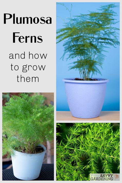 Plumosa Fern: How to Grow and Care for This Unique Houseplant Indoor Ferns Houseplant Plant Care, Fern Care Indoor, Asparagus Fern Care, Plumosa Fern, Growing Asparagus, Ferns Care, Ferns Garden, Asparagus Fern, Inside Plants