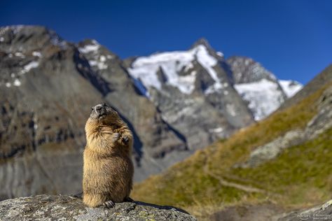 Marmot Aesthetic, Marmot Animal, Mountain Life, Groundhog Day, The Mountain, Mammals, Instagram A, Follow Me, Natural Landmarks