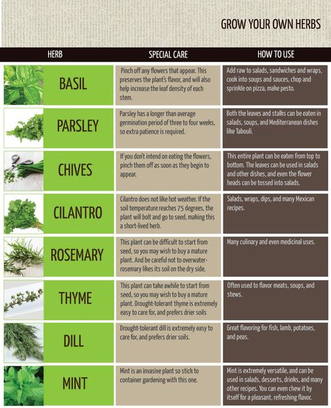 Herbs for health that you can grow at home. Herb Growing Calendar, Herbs Outdoor Ideas, How And When To Harvest Herbs, How To Take Care Of Herbs Indoors, Good Herbs To Grow, Garden Spices Herbs Ideas, Herb Planting Calendar, Growing Herbs On Porch, Herb And Spice Garden