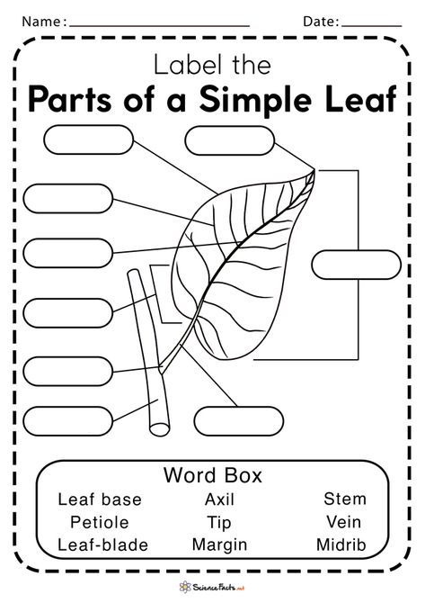 Leaf Structure And Function, Leaf Worksheet, Parts Of A Leaf, Human Heart Diagram, Plants Worksheets, Heart Diagram, Leaf Structure, Word Boxes, School Homework