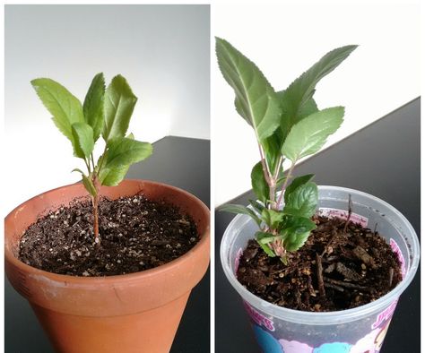 Apple Tree In A Pot, Apple Tree From Seed, Tree In A Pot, Tree Seedlings, Apple Trees, Pot Plants, Garden Veggies, Apple Seeds, Growing Fruit