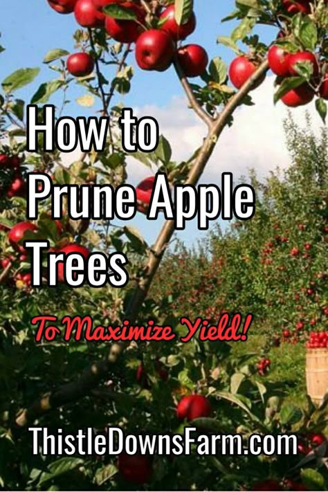 Apple Tree Pruning Guide, How To Prune An Apple Tree, How To Prune Apple Trees, Apple Tree Pruning, Fast Growing Fruit Trees, Growing Apple Trees, Pruning Apple Trees, Apple Tree Care, Trees Backyard