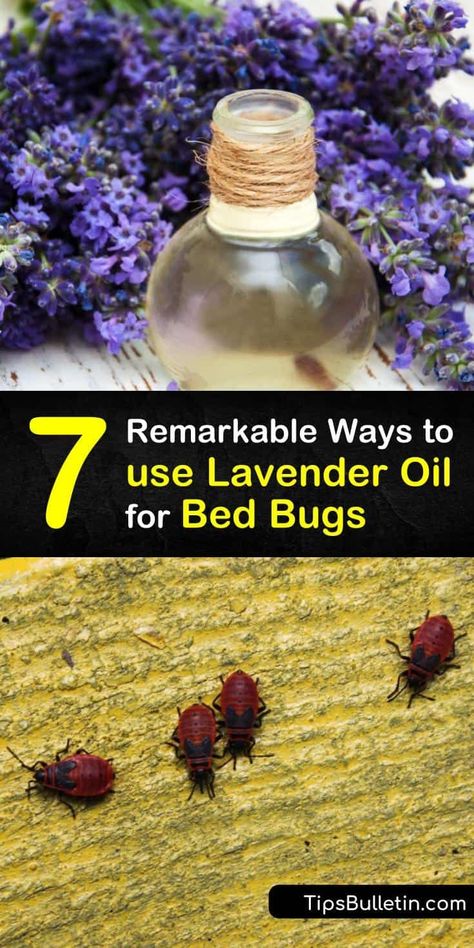 Learn how to use natural forms of pest control to repel bed bugs and avoid bed bug bites. Make a bed bug repellent with lavender oil and a spray bottle, and prevent a bed bug infestation by steam cleaning with essential oil. #lavender #oil #bedbugs Bed Bug Repellent, Bed Bugs Essential Oils, Bed Spray, Bed Bug Trap, Signs Of Bed Bugs, Get Rid Of Bed Bugs, Bug Infestation, Bed Bug Spray, Bug Spray Recipe