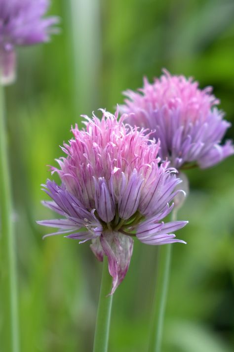 Chives Blossom Bloom, #Chives, #Bloom, #Blossom Chive Flower, Chive Blossom, Flower Guide, Bloom Blossom, Flower Art Painting, Free Pictures, Free Photo, Free Photos, Free Images