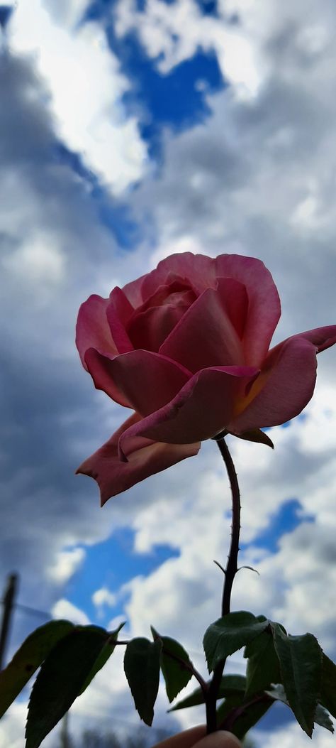 Fotografía, rosa en cielo nublado Wallpapers, Plants, Flowers