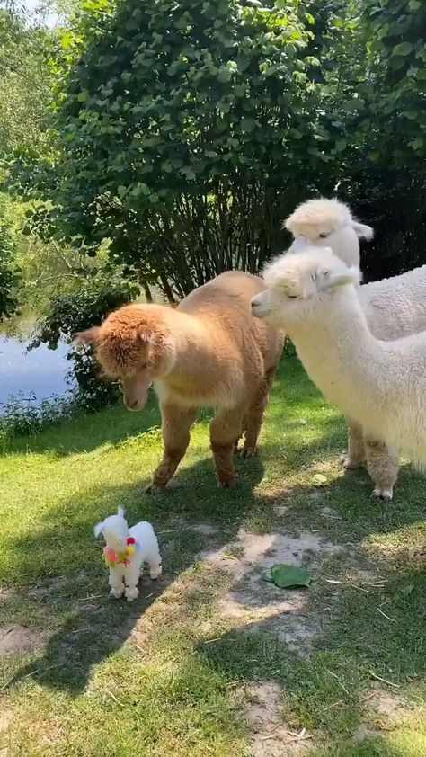 Scary Things, Cut Animals, Cute Alpaca, Loving Friends, Baby Goats, Animals Cute, Baby Animals Funny, Cute Wild Animals, Zoo Animals