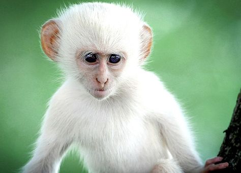 Africa | This rare albino Vervet monkey was spotted in Kruger National Park, South Africa | ©Christy Strever White Monkey, Vervet Monkey, Kruger National Park, South Africa, National Park, A Small, Green, Animals, White