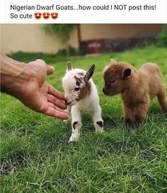 Are Nigerian Dwarf Goats Friendly? All About These Little Powerhouses Pygmy Goat, Baby Farm Animals, Cute Goats, Baby Animals Pictures, Animale Rare, Baby Goats, Cute Animals Images, Baby Animals Funny, Fluffy Animals