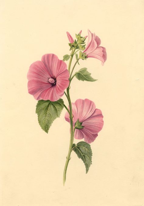 An original 1839 watercolour painting, S. Twopenny, Pink Lavatera Mallow Flower. A fine original botanical watercolour by S. Twopenny of the Twopenny family of Rochester, Kent and Little Casterton, Rutland. The watercolour has a beautiful naturalness, executed with particular delicacy, capturing the vivid tones of this pretty bloom. With gum arabic to intensify the colour. On card laid down on backing paper. This watercolour is one of a beautiful 1830s botanical collection that we have for sale Rochester Kent, Pink Flower Painting, Mallow Flower, Botanical Illustration Vintage, Botanical Collection, Botanical Watercolor, Botanical Drawings, Botanical Illustration, Botanical Prints