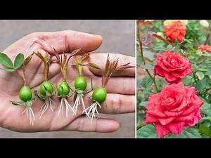 How to grow roses from seeds - Yahoo Video Search Results Grow Roses In Potatoes, How To Grow Rose Plant From Rose Flower, Rose Plants Gardening, How To Root Rose Cuttings, How To Grow Roses From Seeds, Rose Cuttings Rooting, How To Grow Roses From Cuttings, Propagating Roses From Cuttings, How To Propagate Roses