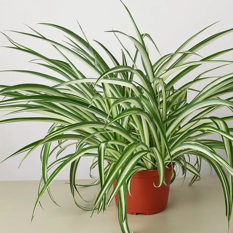 Airplane Plant, Chlorophytum Comosum, Low Maintenance Indoor Plants, Dracaena Marginata, Plants Pet Friendly, Spider Plant, Air Purifying Plants, Small White Flowers, House Plants Decor