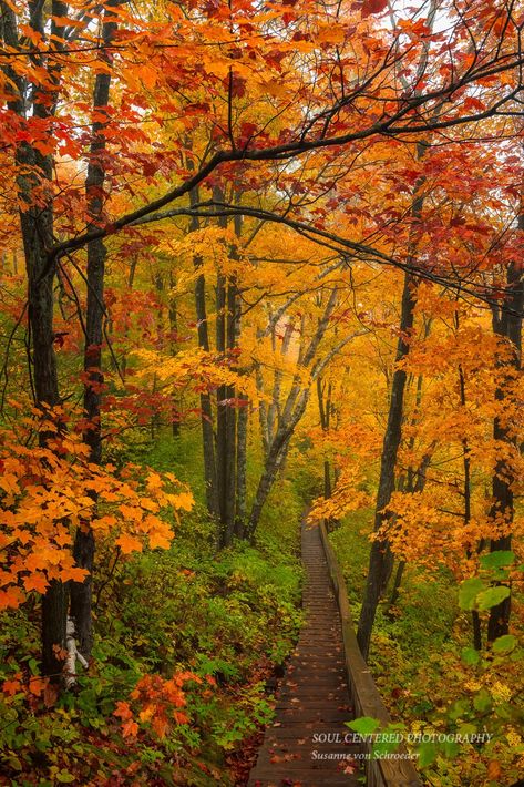 "Autumn is my favorite time of the year and I like to go on road trips to take in all the beauty. I came across this amazing scene on one of the back roads in Bayfield County, Wisconsin, north of Washburn. This photo is published in the popular Our Wisconsin magazine (Oct/Nov 2020 issue) TITLE: Fall road, Washburn, WI Available as prints in various sizes.  See second image for the 8x10\", 11x14\" and 16x20\" crop. Please choose in the drop down menu the size you want. Interested in a Canvas prin Forest Reference, Thanksgiving Countdown, Woodland Path, Autumn Photos, Forest Falls, Landscape Photography Tips, Image Nature, North Country, Autumn Scenes