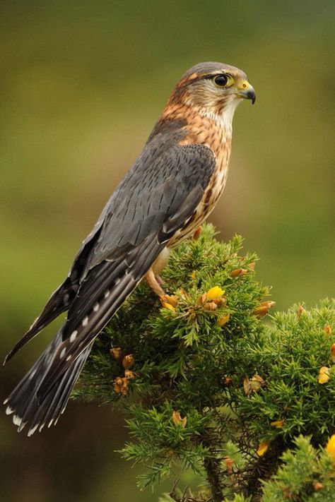 Photo "Merlin" by Ronald Coulter #500px Merlin Falcon, Merlin Bird, Raptors Bird, Hawk Bird, British Wildlife, Bird Watcher, Fish Ponds, Birds Of Prey, Bird Photography