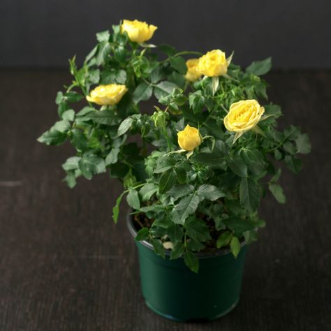 Miniature Rose, Yellow Plants, Rose Vase, House Plant Care, Mini Roses, Rose Bush, English Rose, Indoor Gardening, The Balcony