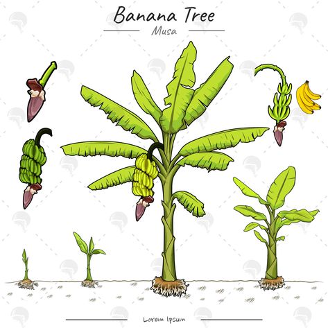 Tropical Tree Illustration, Banana Tree Drawing, Banana Tree Illustration, Indian Trees, Cooking Bananas, Banana Tree, Tropical Tree, Plant Drawing, Tree Illustration