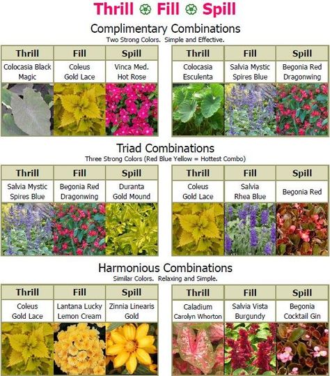 Thrill * Fill * Spill Plant Combinations - Flintwood Farms Sun Plants In Pots, Spiller Flowers For Pots, Sun Pots Plants, Flowers That Spill Over Pots, Plants That Spill Over Planters, Plant Combos For Containers, Potted Plant Combinations, Bright Patio Ideas, Thrill Spill Fill Planters