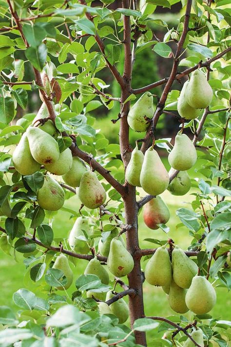 8 tricks to successful pear growing Bartlett Pear Tree, Pear Trees Growing, Pear Tree Aesthetic, Pear Orchard, Orchard Ideas, Produce Garden, Apple Tree Care, Bonsai Fruit Tree, Fruit Orchard