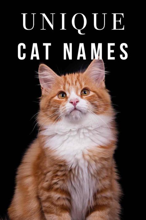 Mainecoon Cat Names, Make Cat Names, Cat Name Ideas Unique, Taylor Swift Inspired Cat Names, Unique Animal Names, Spooky Cat Names, Weird Cat Names, Animal Names Unique, Pet Names For Cats